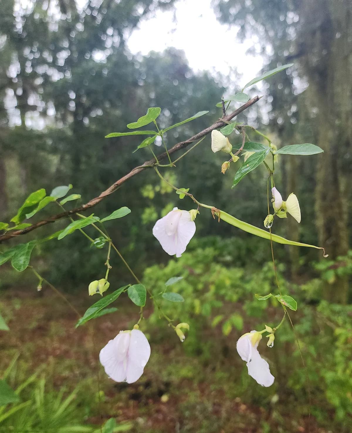 Sand butterfly pea (Centrosema arenicola)