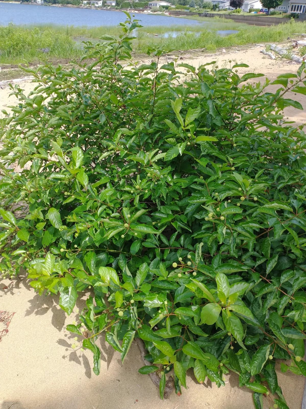 Common Buttonbush (Cephalanthus occidentalis)