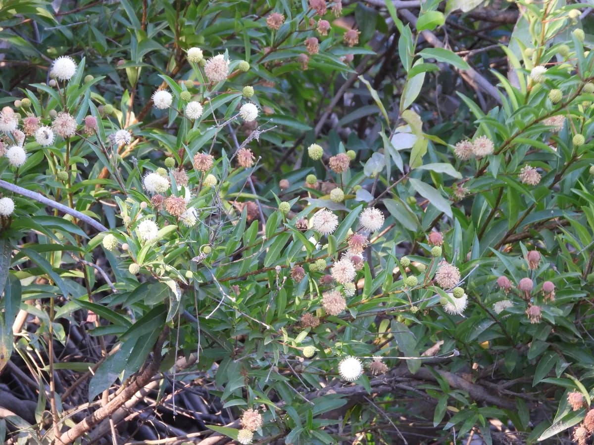 Mexican Buttonbush (Cephalanthus salicifolius)