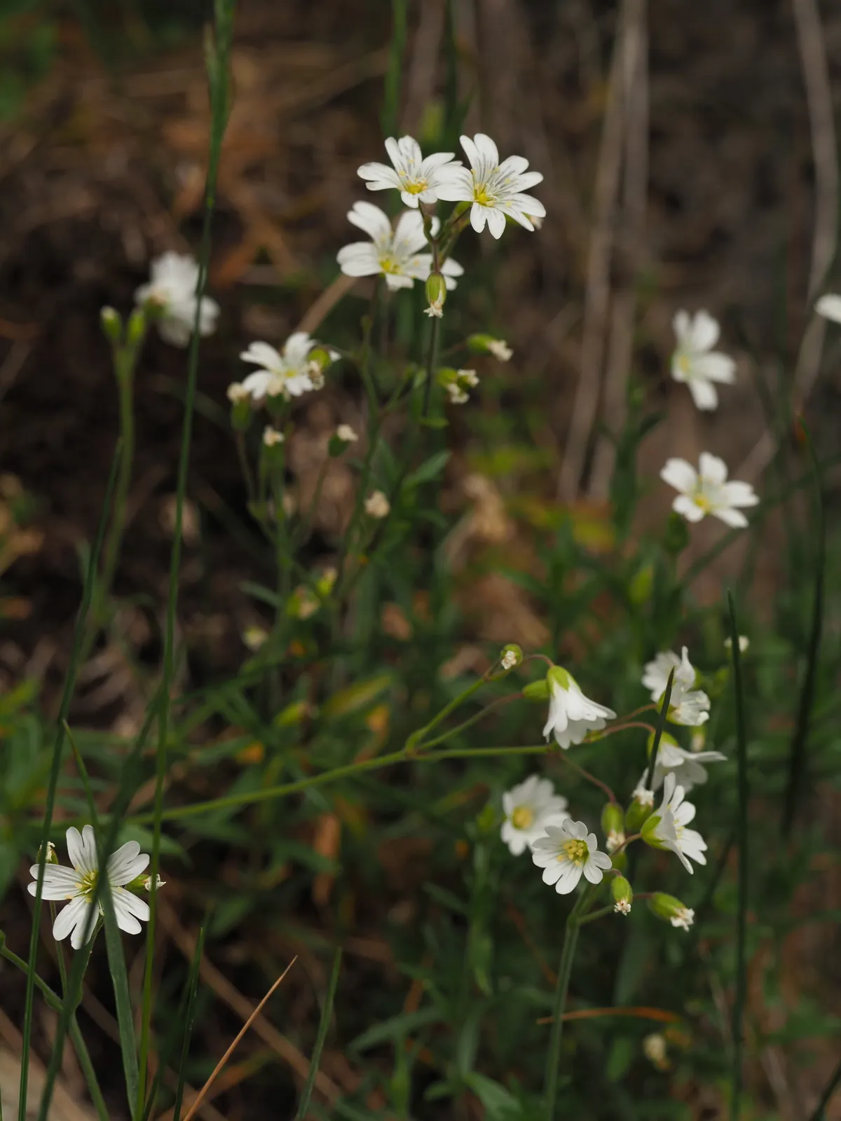 Field Chickweed (Cerastium arvense)