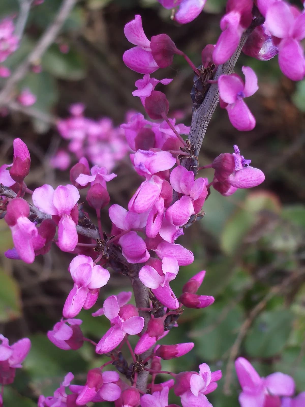 Texas Redbud (Cercis canadensis var. texensis)
