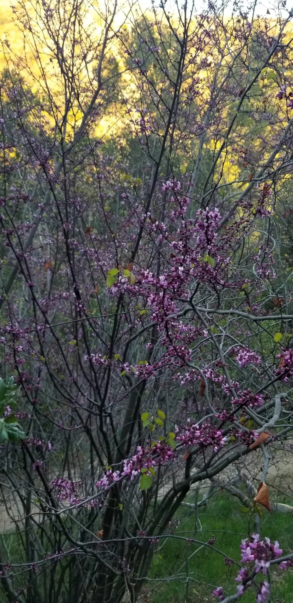 Western Redbud (Cercis occidentalis)