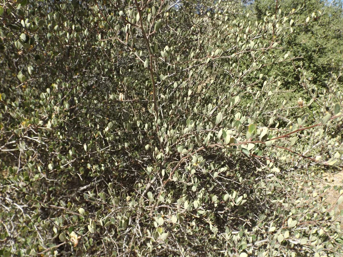 Birchleaf Mountain Mahogany (Cercocarpus betuloides)