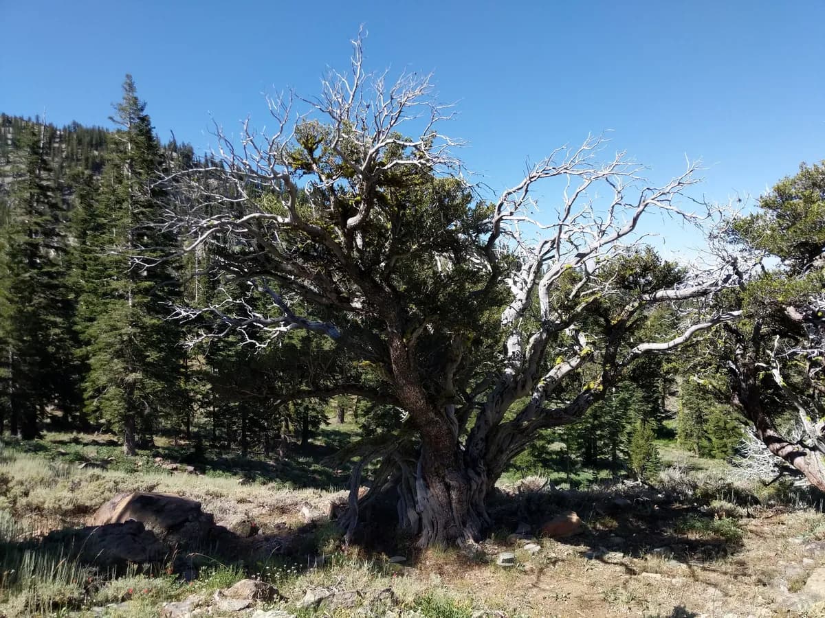 Curl-leaf mountain mahogany (Cercocarpus ledifolius)