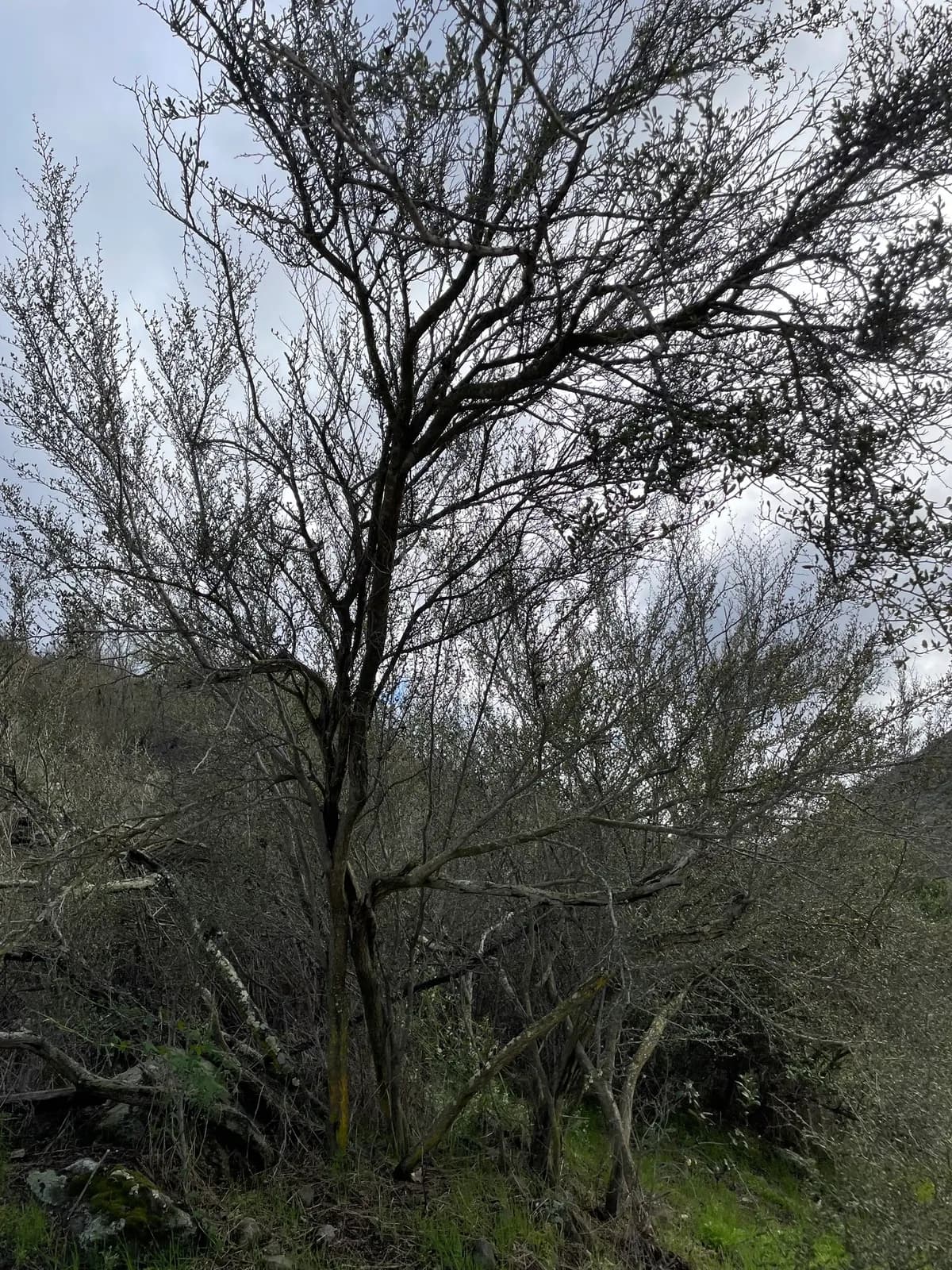 Mountain-mahogany (Cercocarpus minutiflorus)