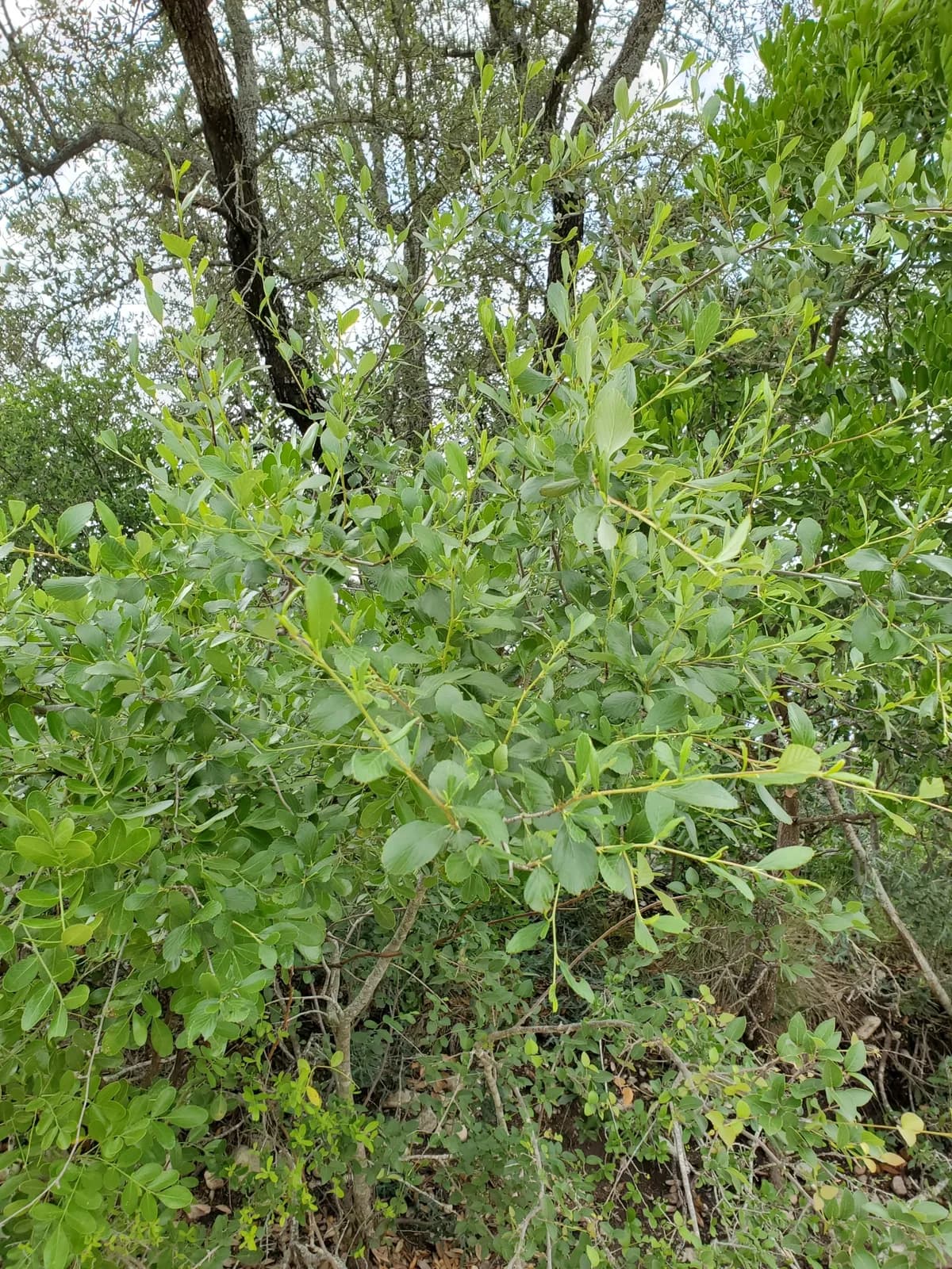 Mountain Mahogany (Cercocarpus montanus)