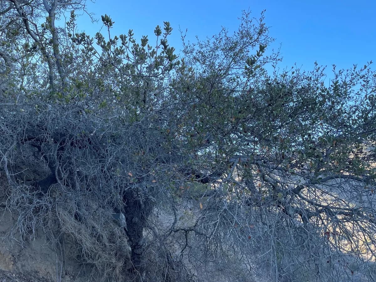 Catalina Island mountain mahogany (Cercocarpus traskiae)