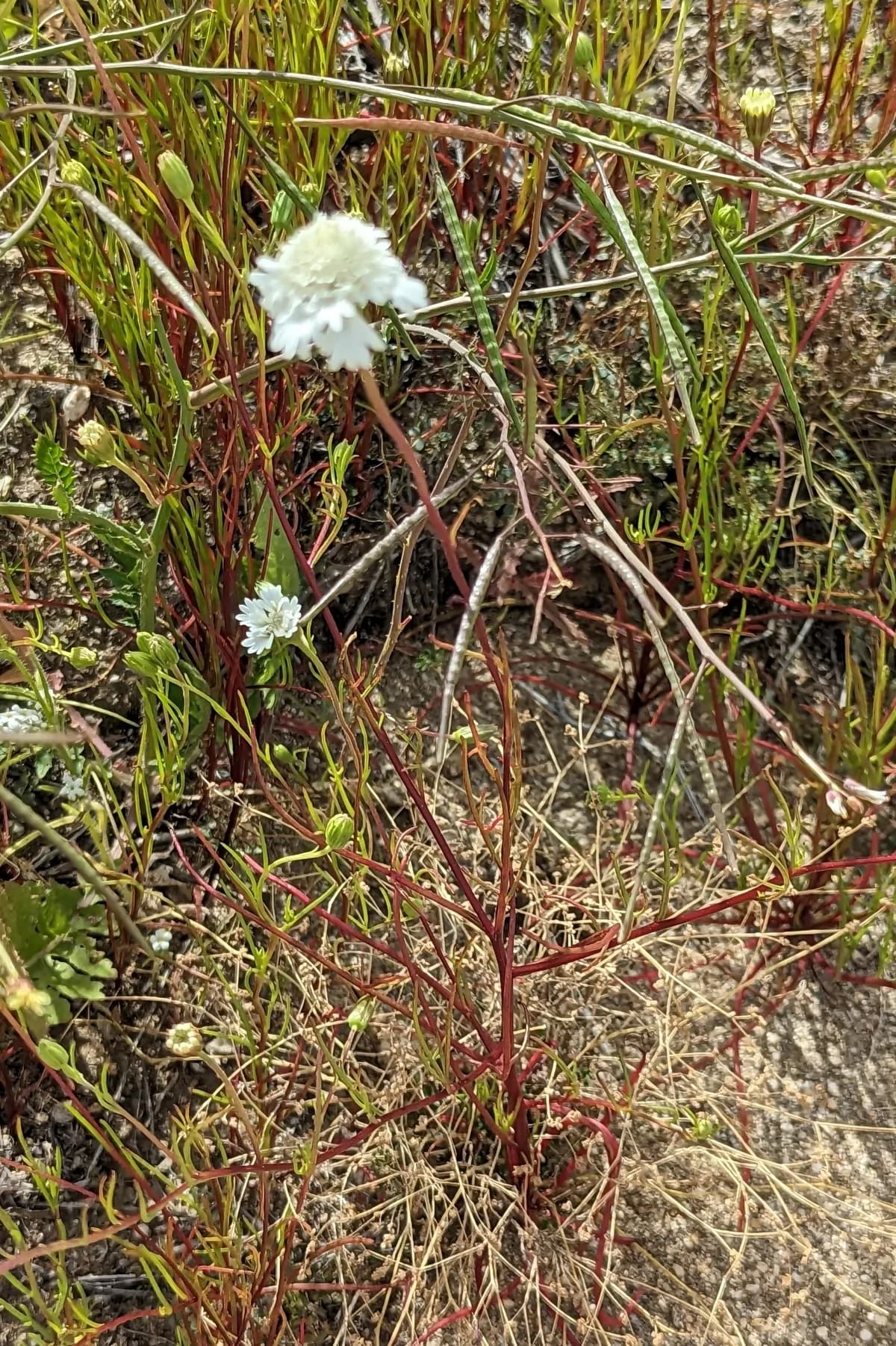 Fremont Pincushion (Chaenactis fremontii)
