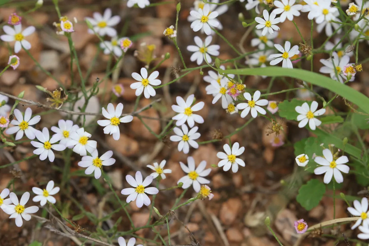 Arkansas Leastdaisy (Chaetopappa asteroides)