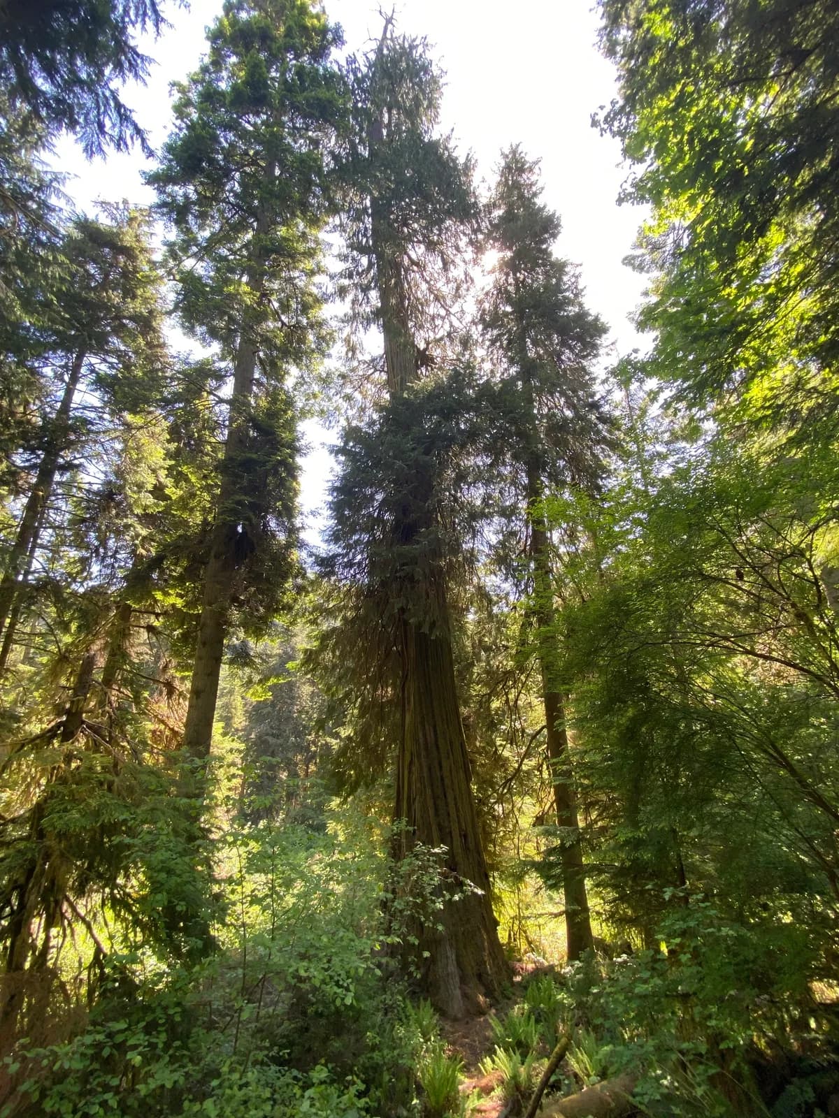 Lawson's cypress (Chamaecyparis lawsoniana)