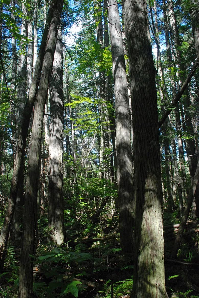Atlantic White Cypress (Chamaecyparis thyoides)