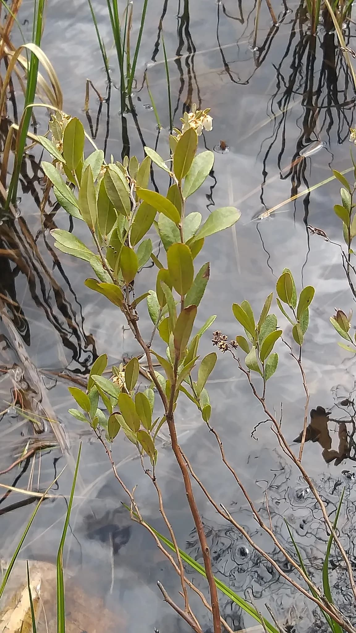 Leatherleaf (Chamaedaphne calyculata)