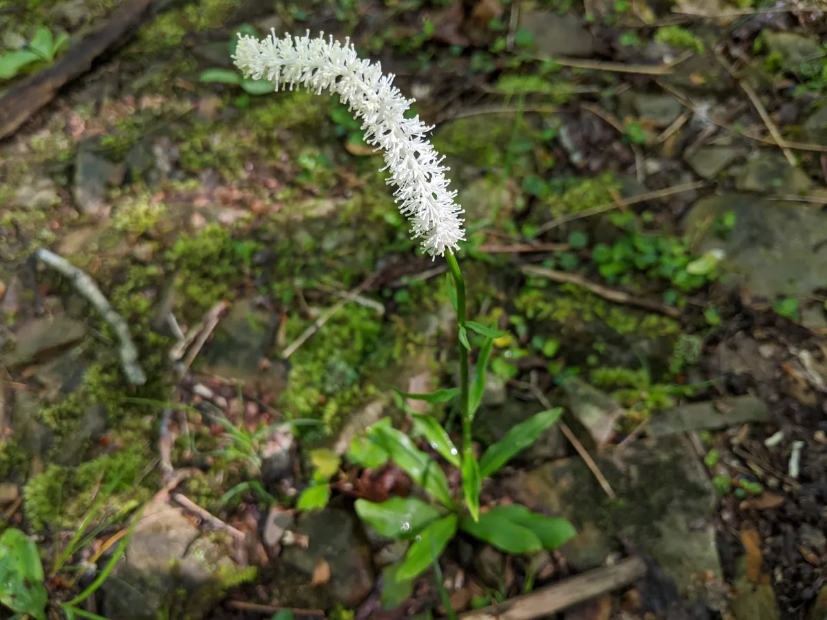 Blazingstar (Chamaelirium luteum)