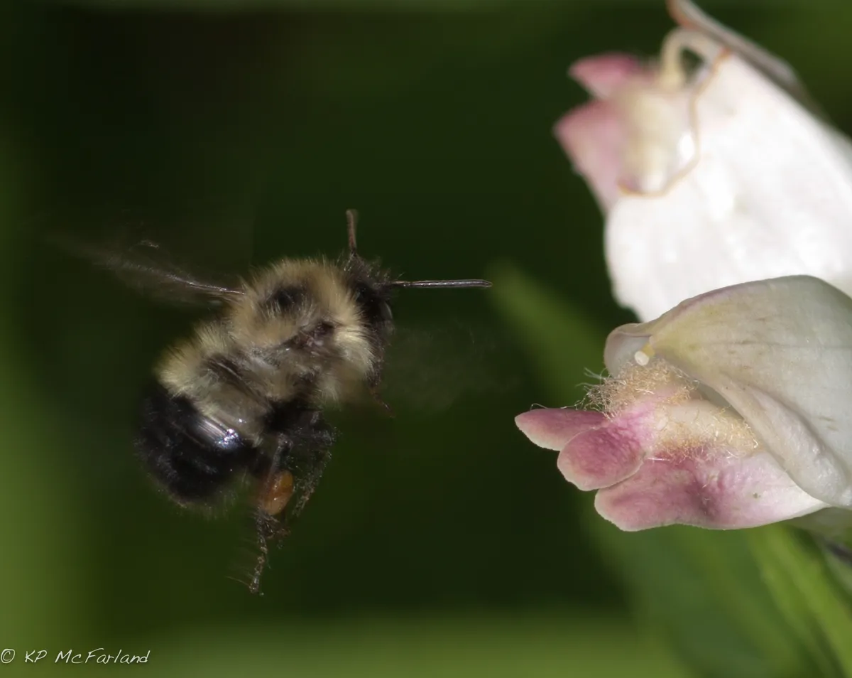 Balmony (Chelone glabra)