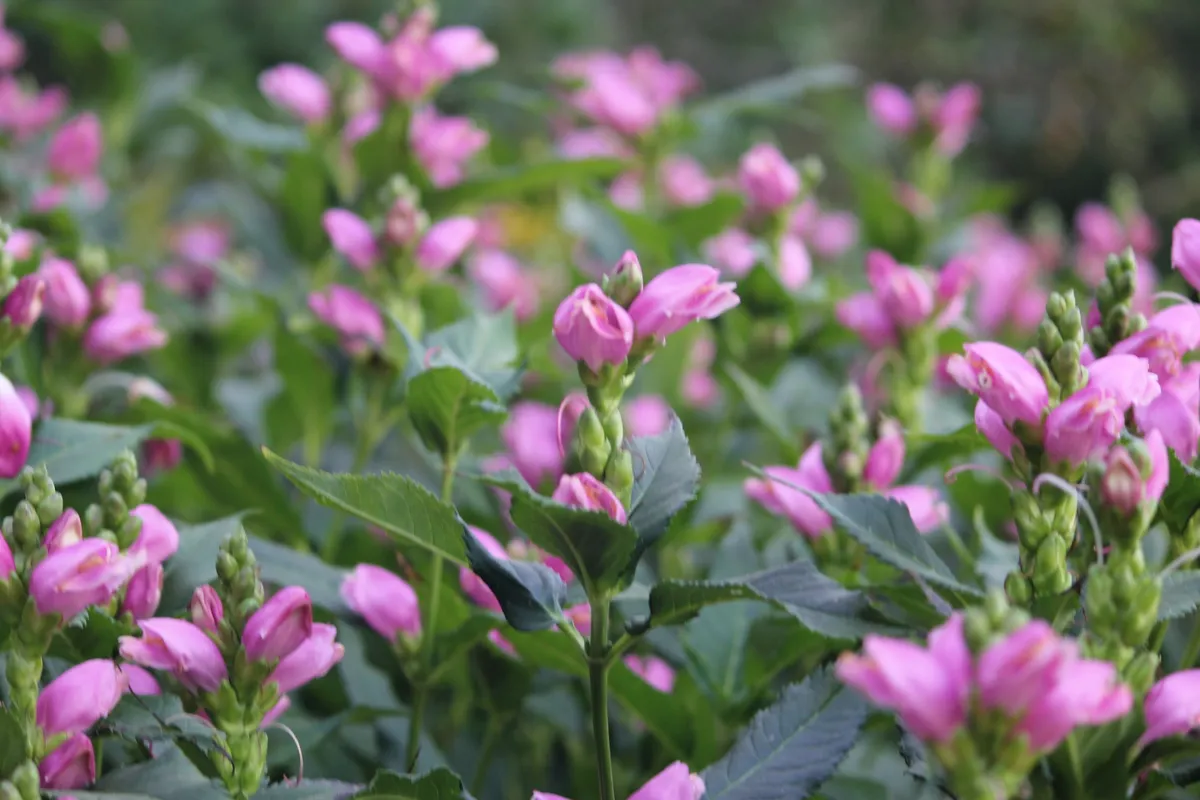 Pink Turtlehead (Chelone lyonii)