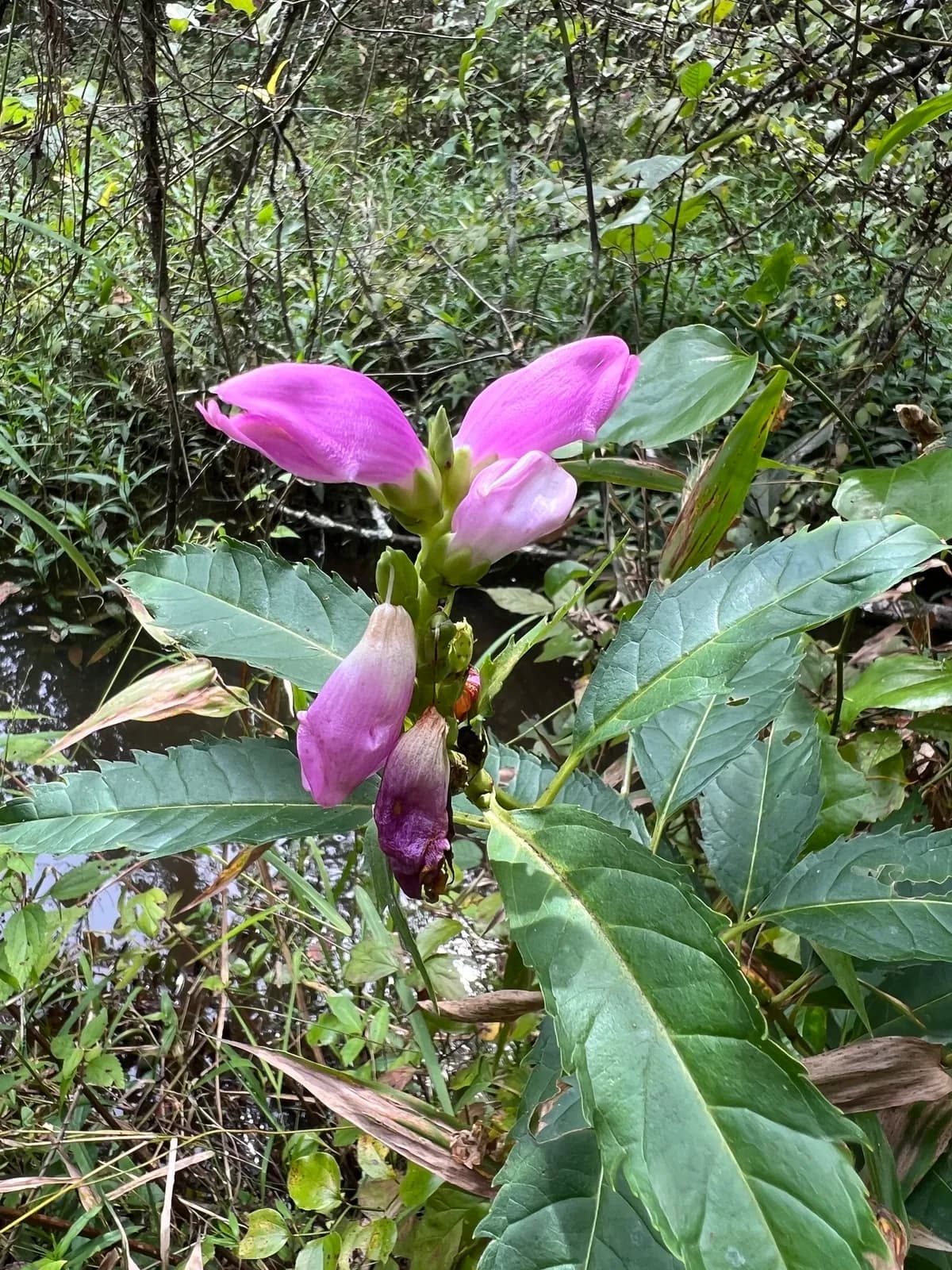 Red Turtlehead (Chelone obliqua)