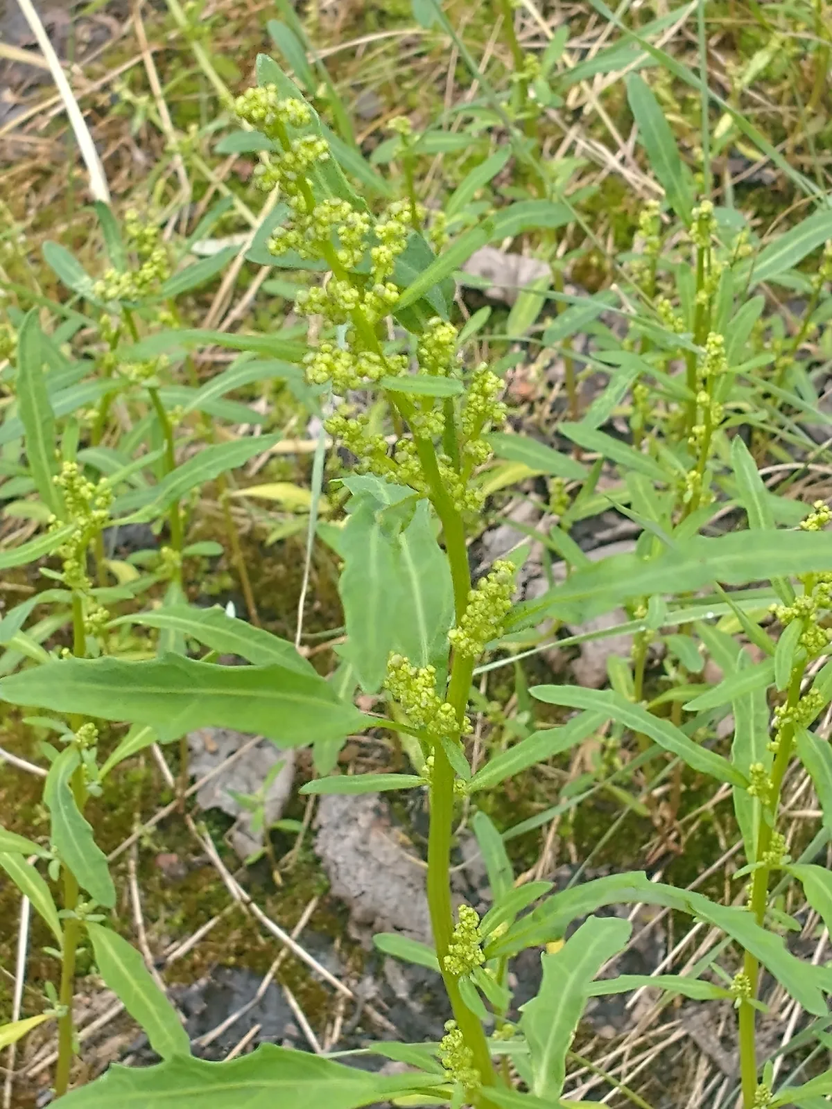 Oakleaf Goosefoot (Chenopodium glaucum)