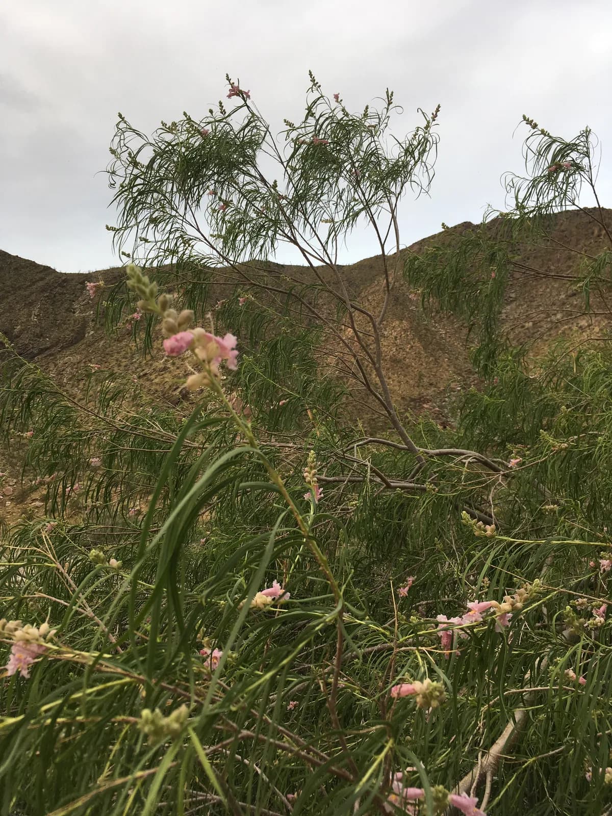 Desert Willow (Chilopsis linearis)