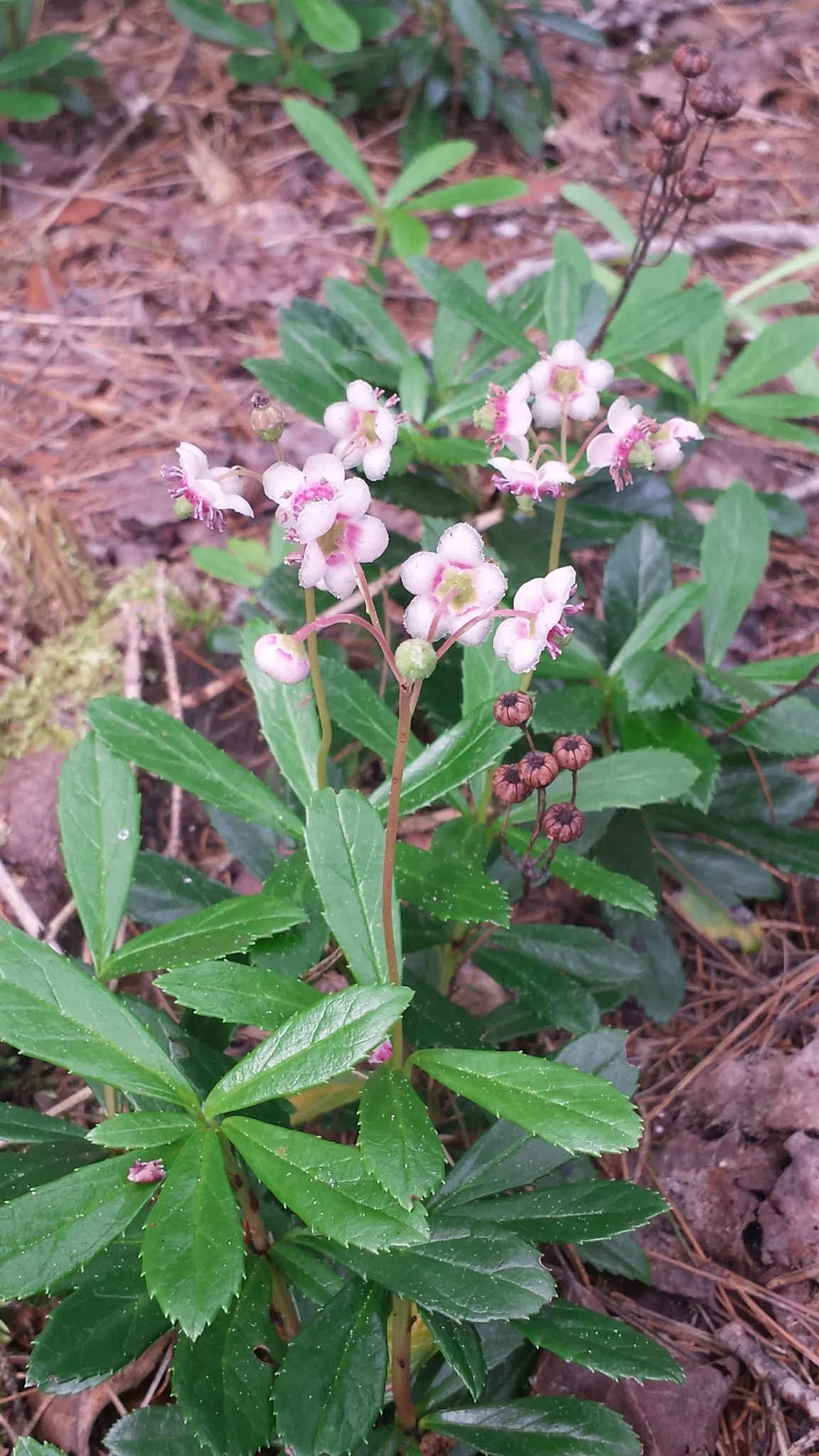 Pipsissewa (Chimaphila umbellata)