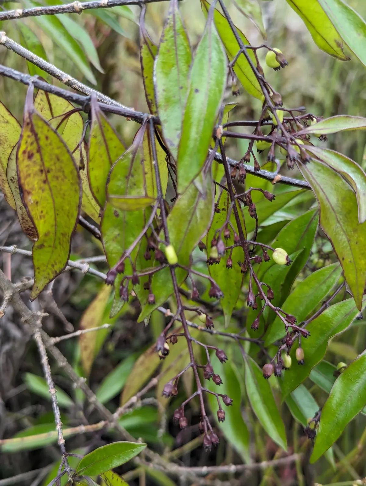 David's Milkberry (Chiococca alba)