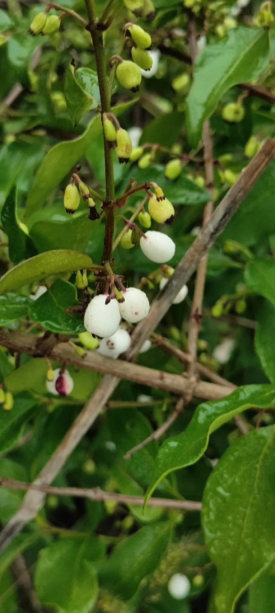 David's Milkberry (Chiococca alba)