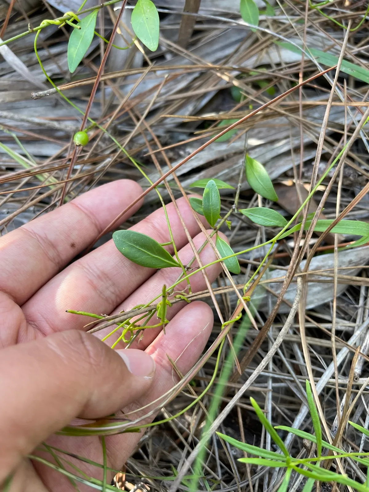 Milkberry (Chiococca pinetorum)