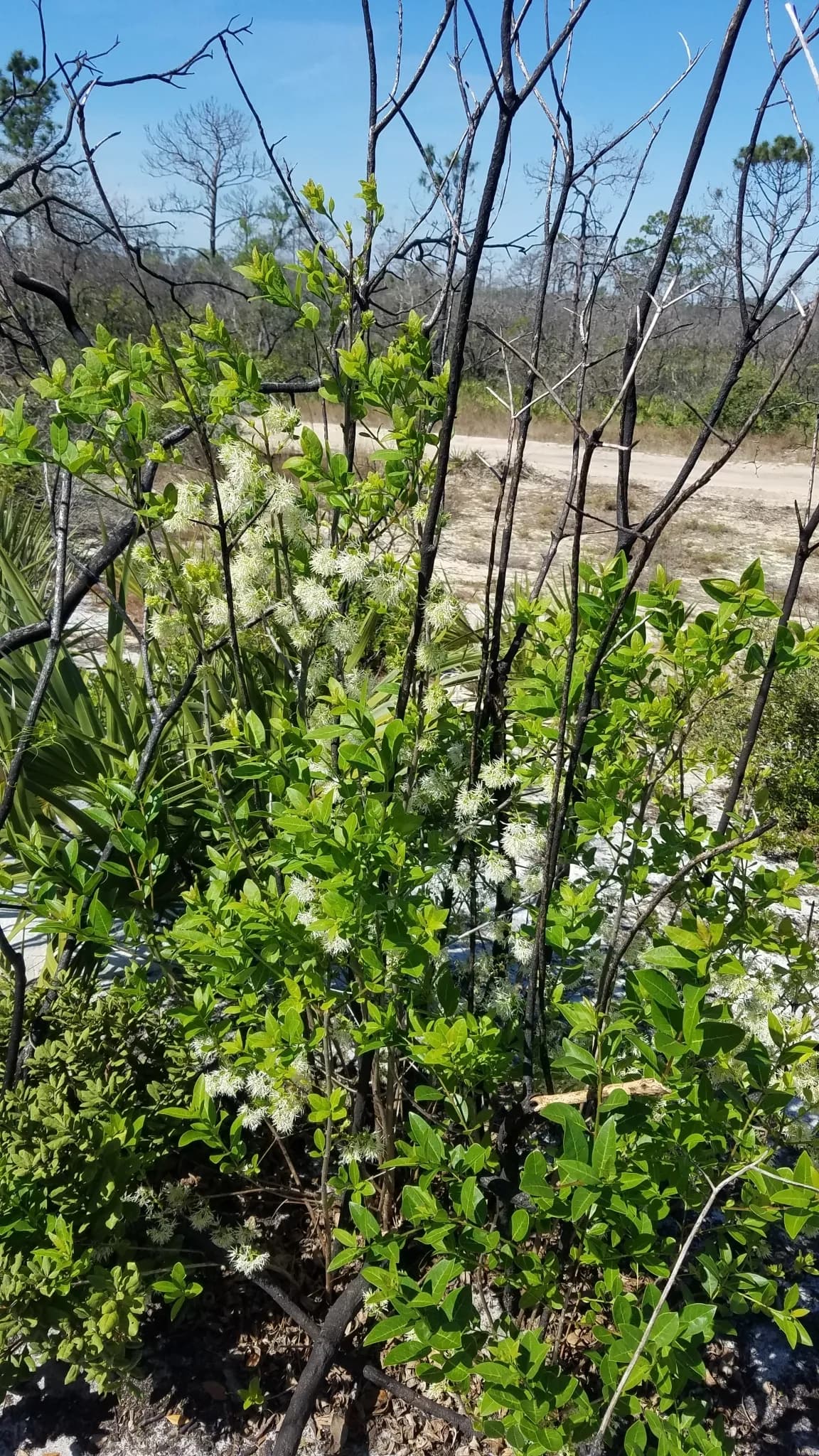 Pygmy fringetree (Chionanthus pygmaeus)