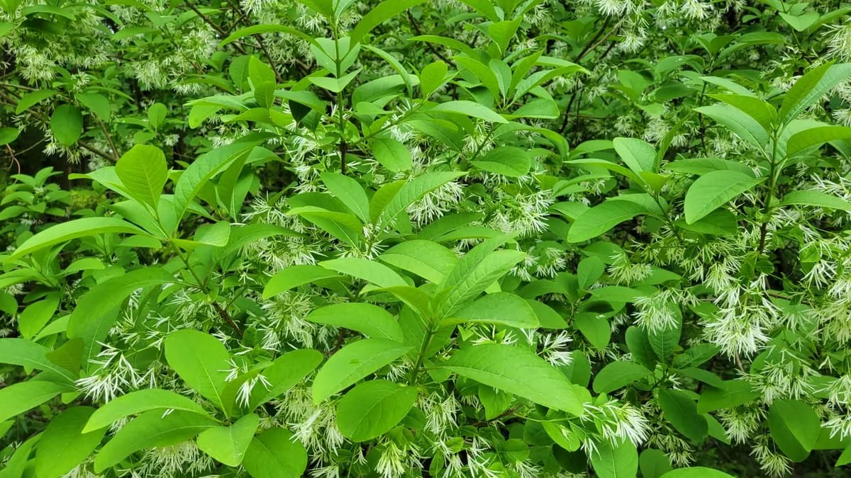 American Fringetree (Chionanthus virginicus)