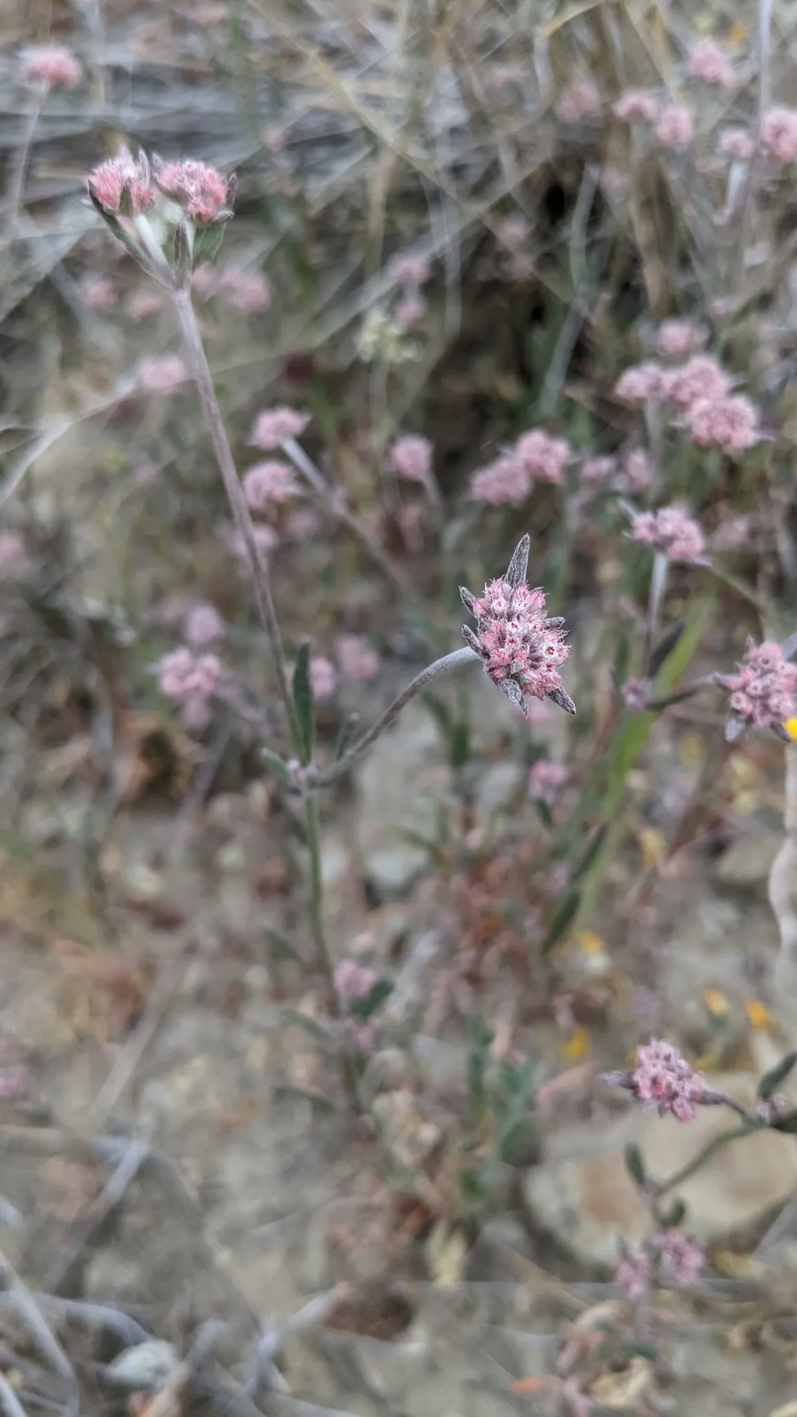 Pink spineflower (Chorizanthe membranacea)