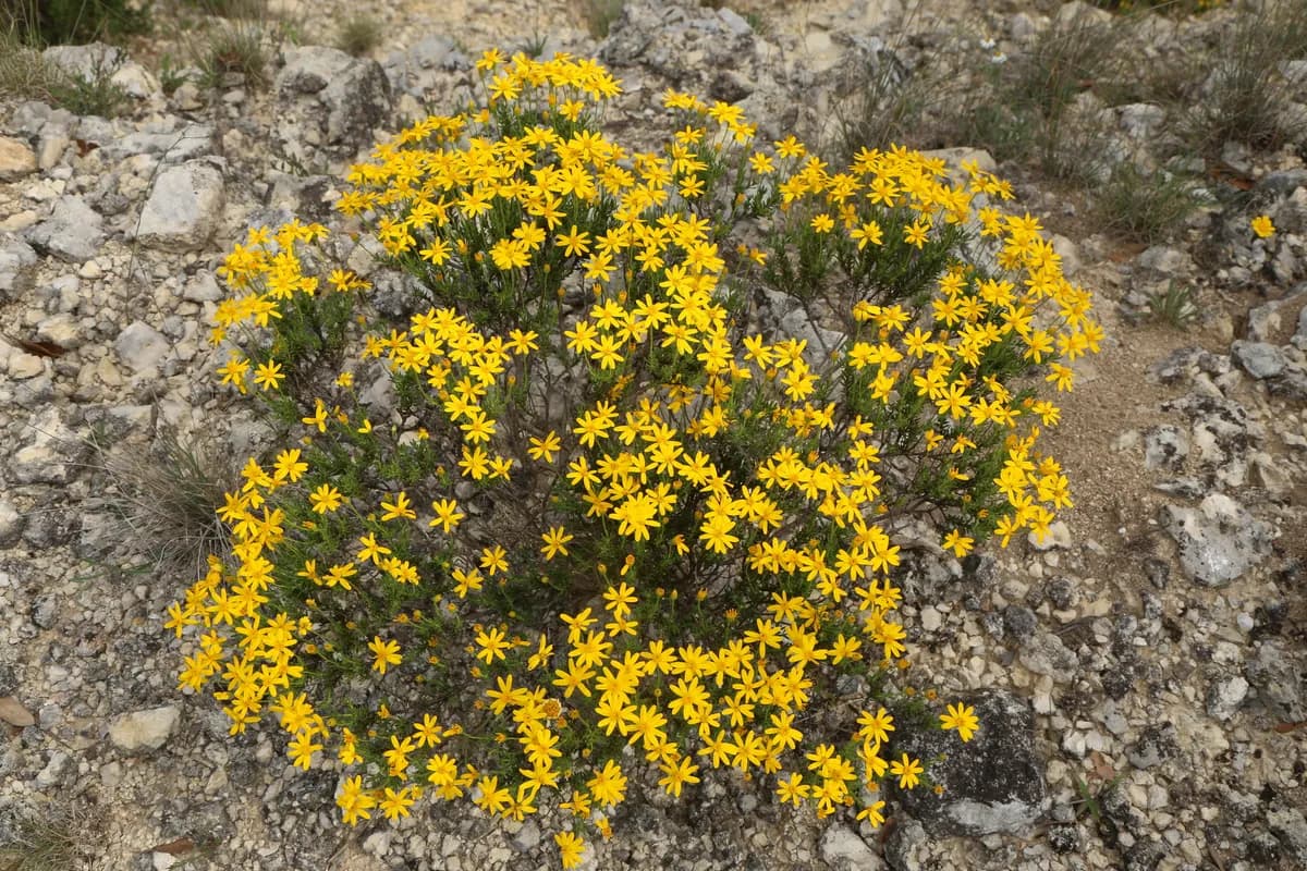 Damianita (Chrysactinia mexicana)