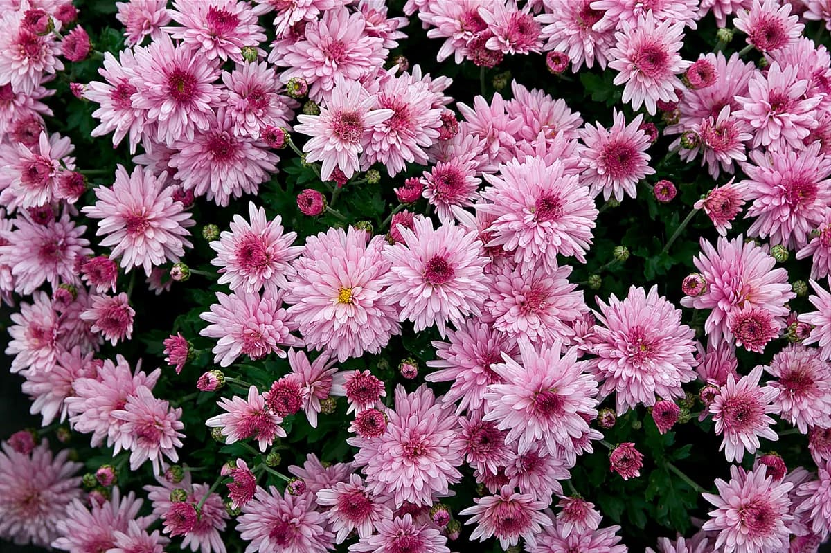 Garden Mum (Chrysanthemum x morifolium)