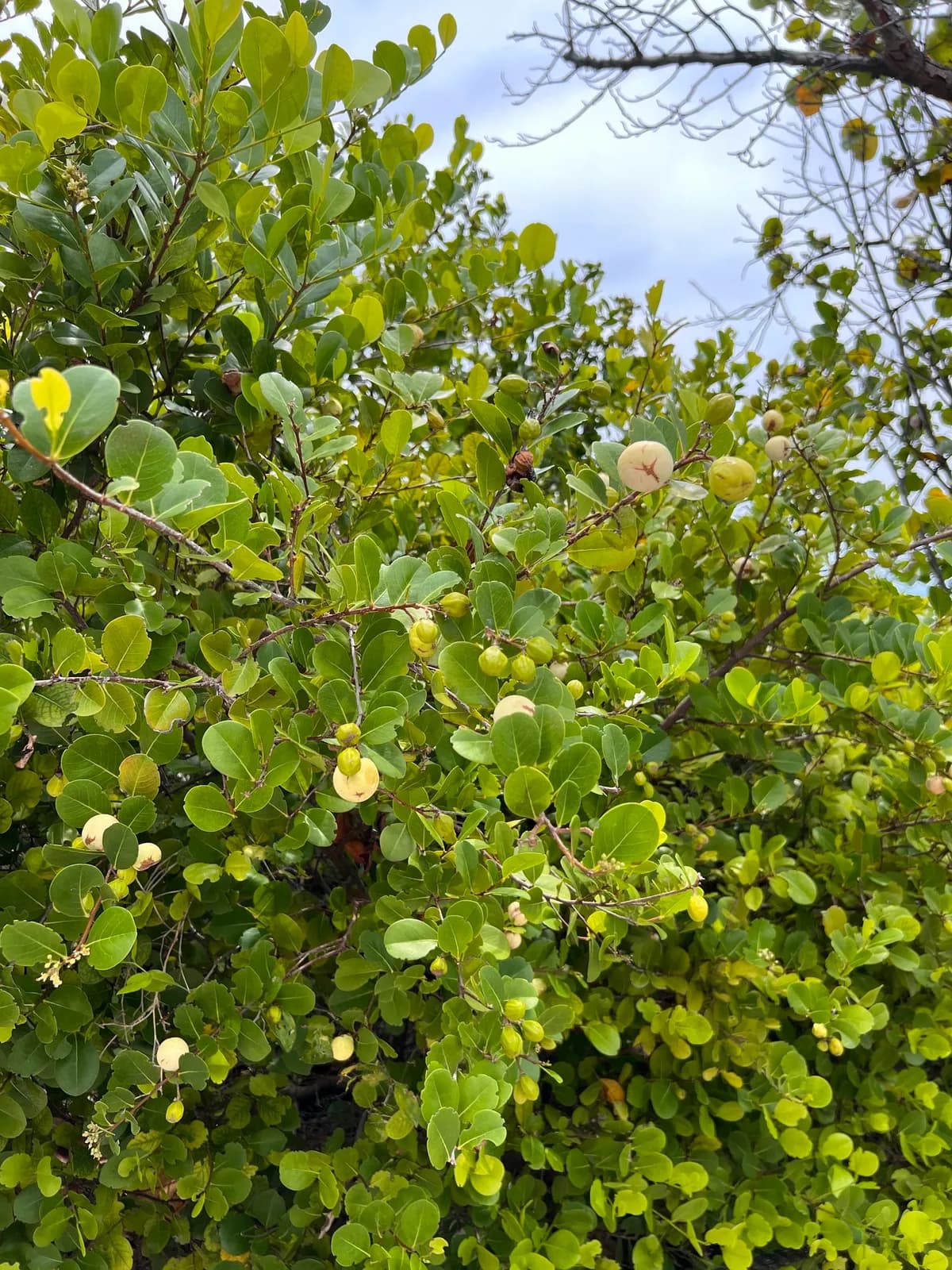 Coco-plum (Chrysobalanus icaco)