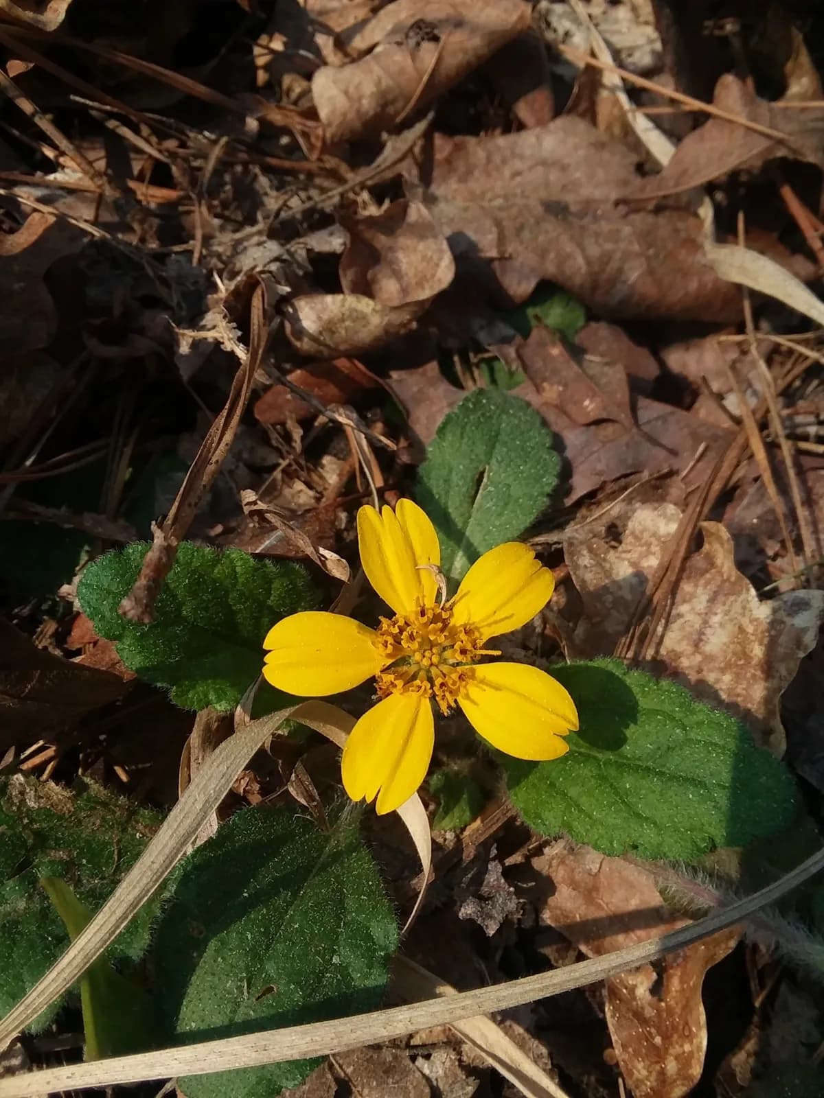 Green-and-gold (Chrysogonum australe)