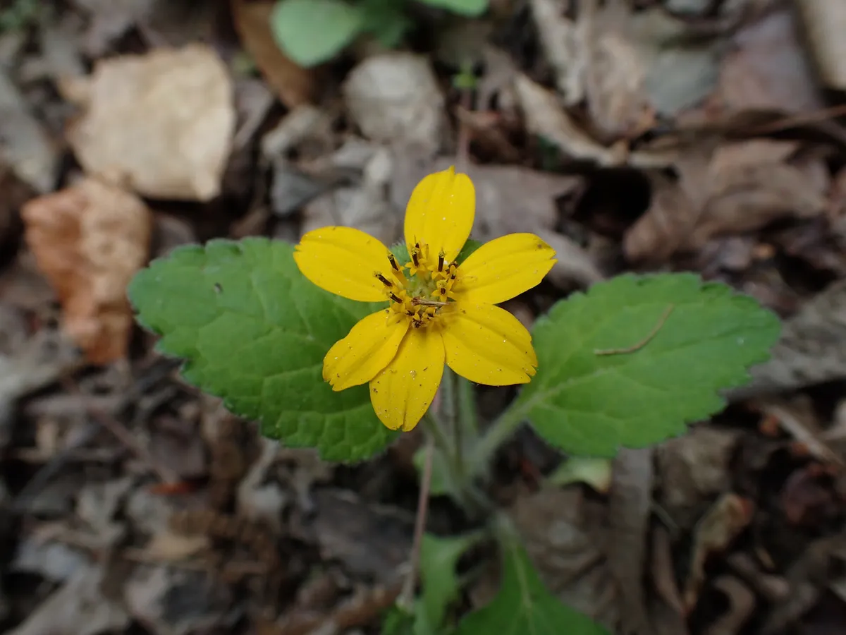 Chrysogonum repens