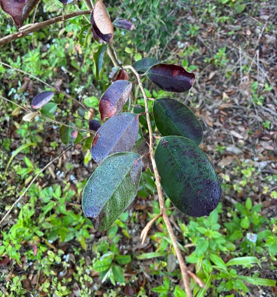Satinleaf (Chrysophyllum oliviforme)