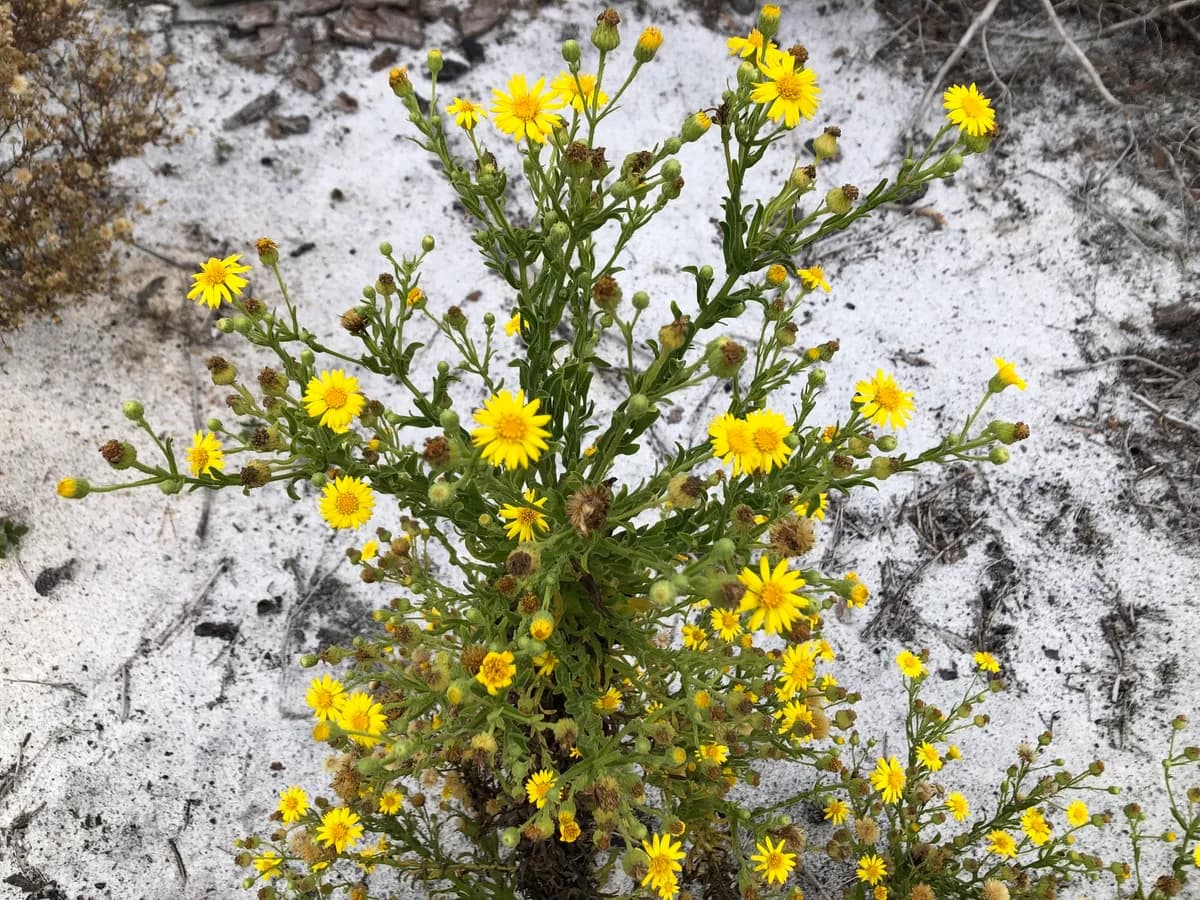 Coastalplain golden aster (Chrysopsis scabrella)