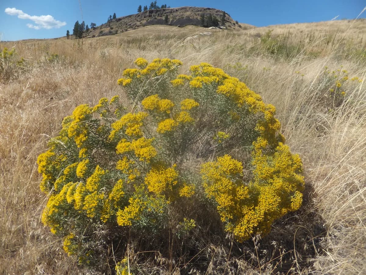 Sticky-leaf Rabbitbrush (Chrysothamnus viscidiflorus)