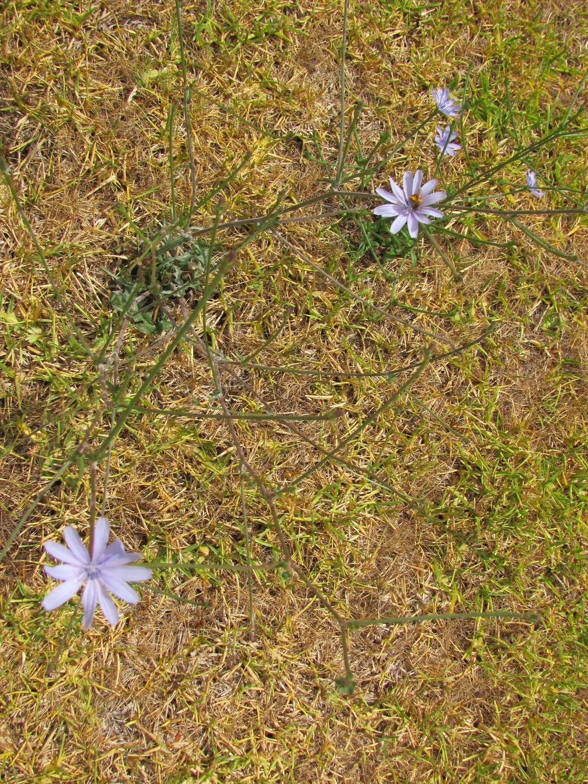 Belgium Endive (Cichorium intybus)