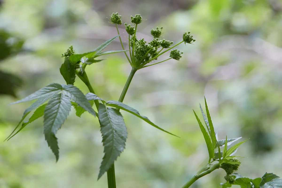 Western water hemlock (Cicuta douglasii)