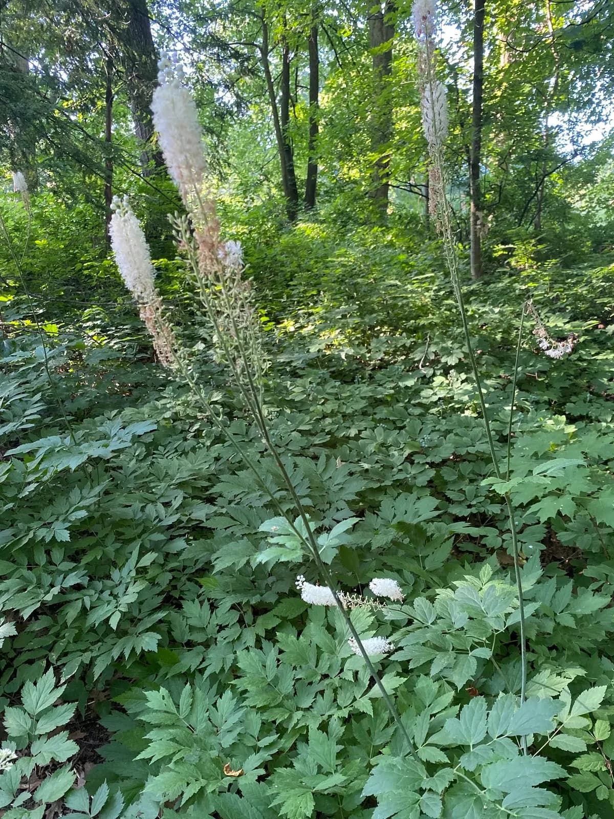 Black Cohosh (Cimicifuga racemosa)