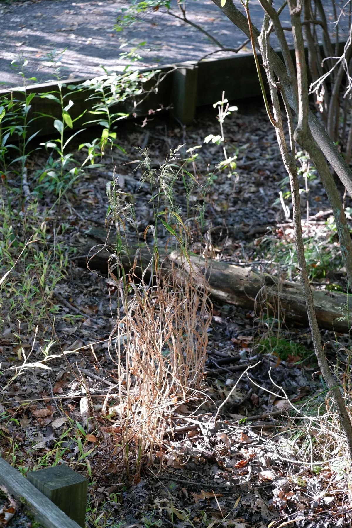 Stout woodreed (Cinna arundinacea)
