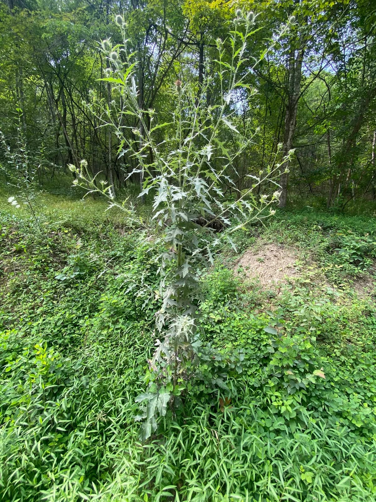 Tall Thistle (Cirsium altissimum)