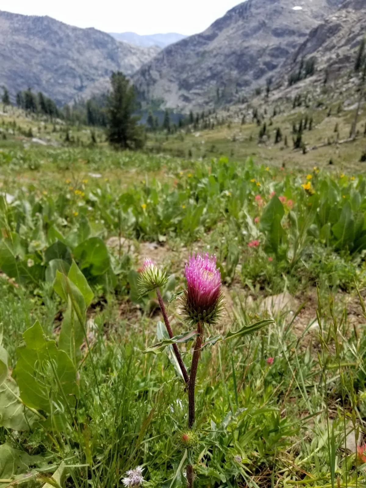 Anderson's thistle (Cirsium andersonii)