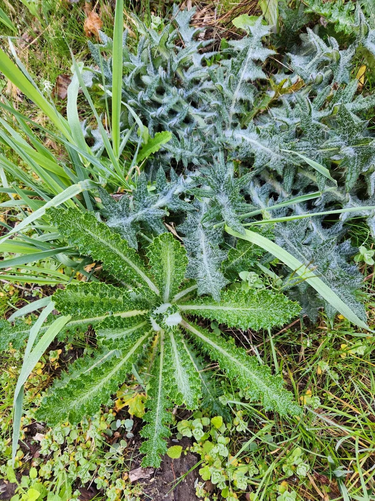 Indian thistle (Cirsium brevistylum)