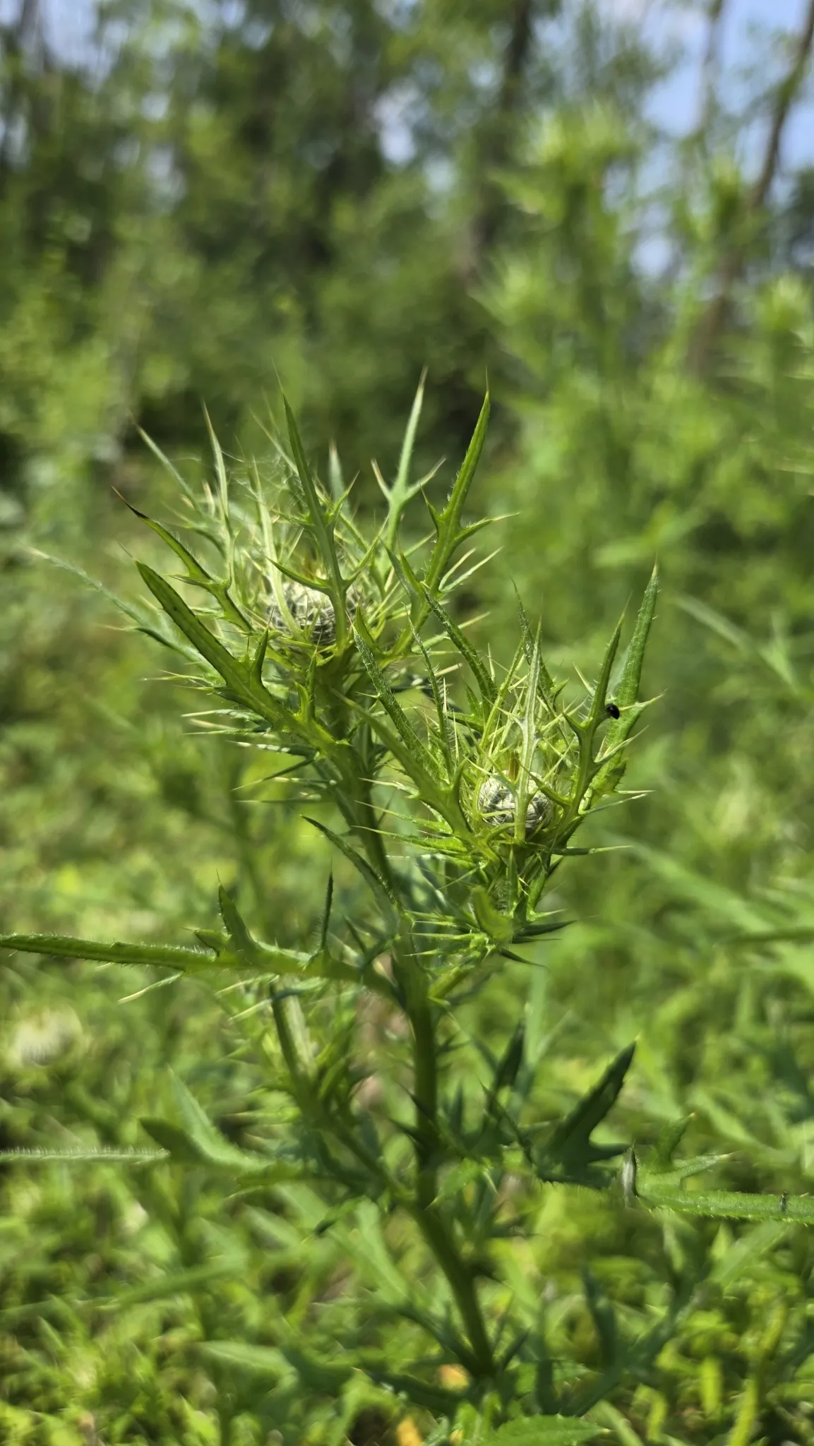 Field Thistle (Cirsium discolor)