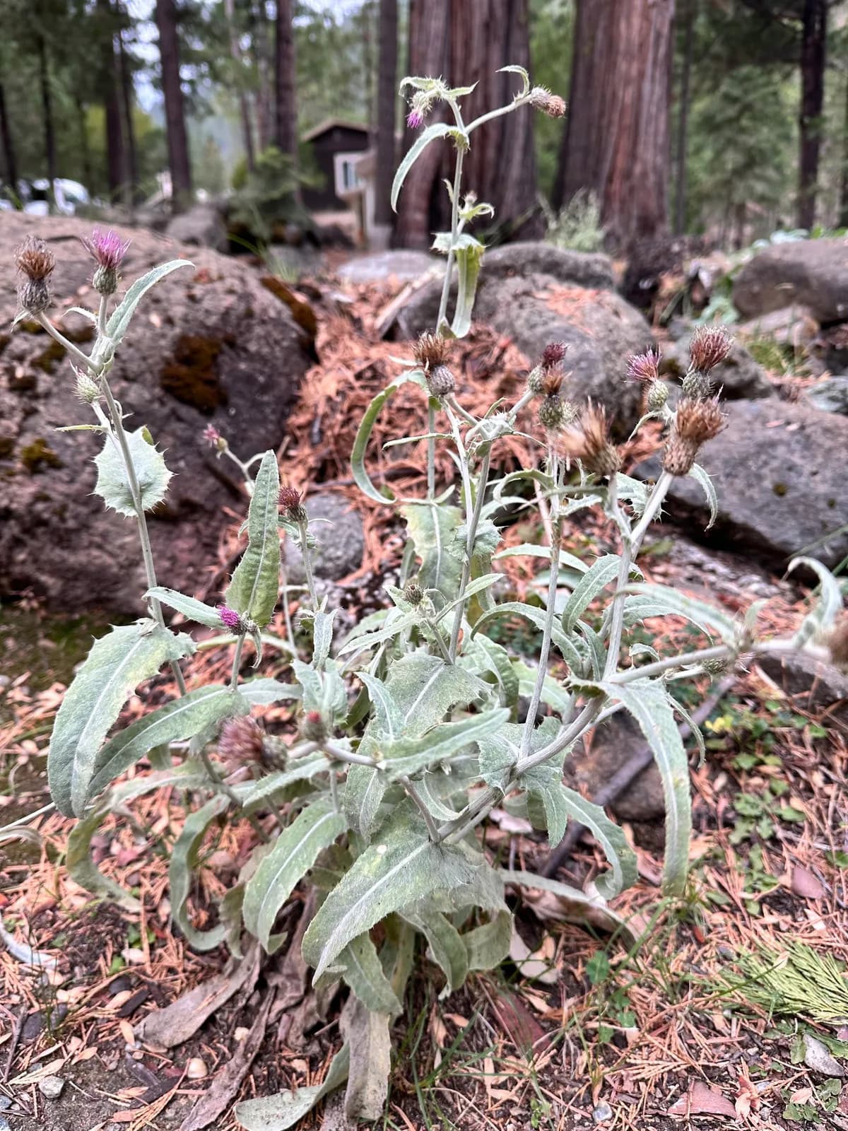 Douglas' thistle (Cirsium douglasii)