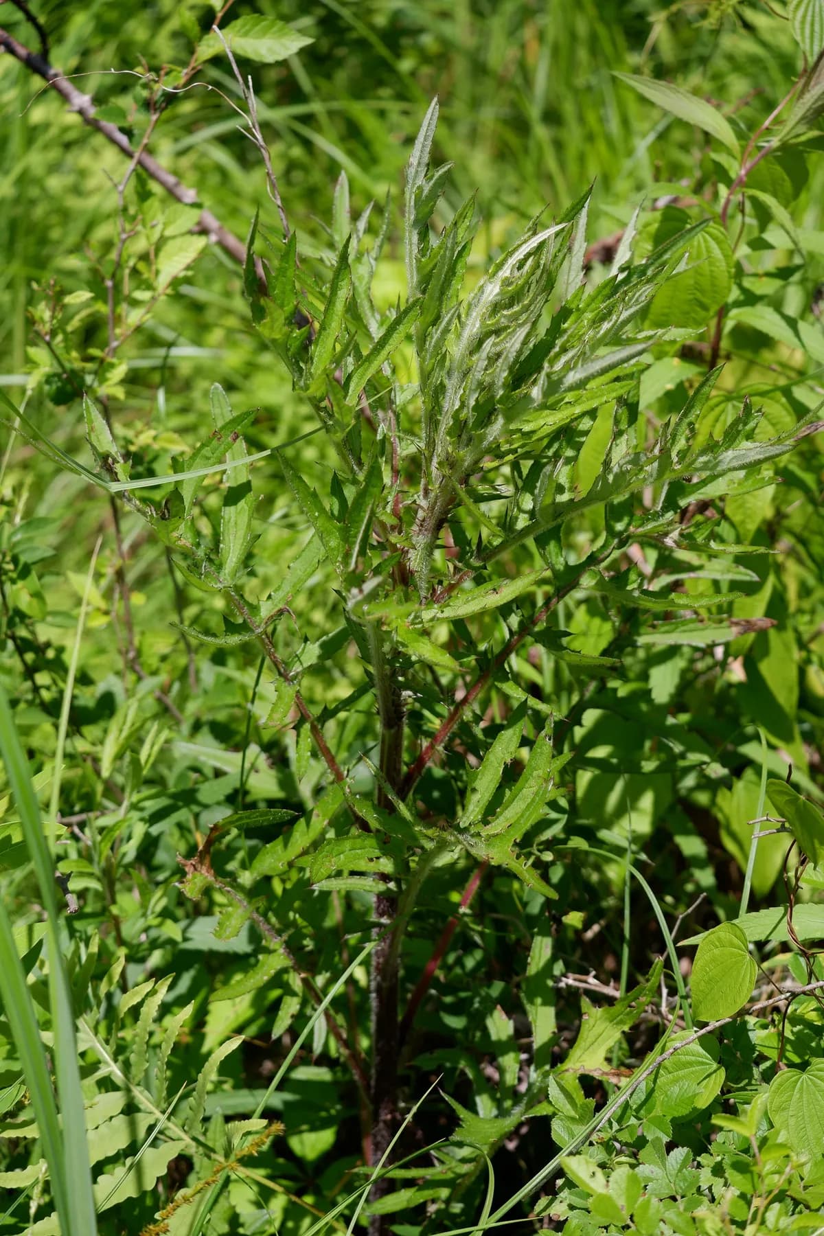 Dunce-nettle (Cirsium muticum)