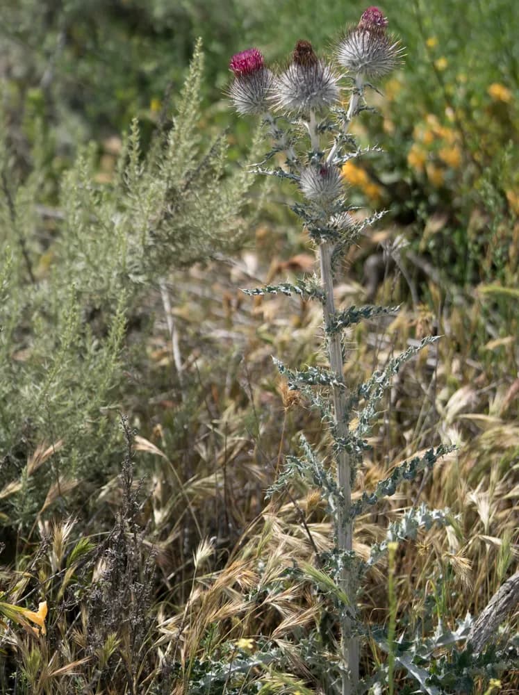 Cobweb thistle (Cirsium occidentale)