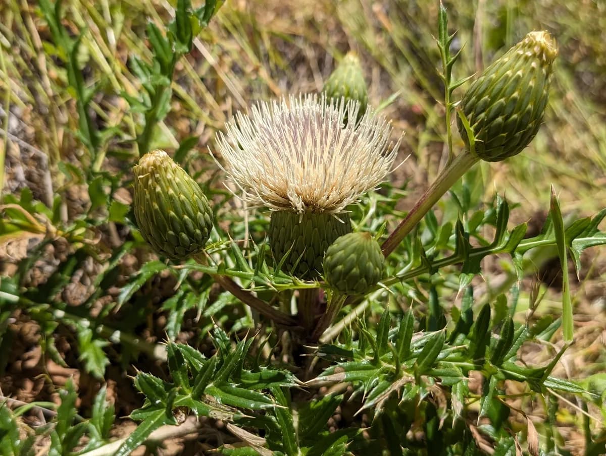 Brownie thistle (Cirsium quercetorum)