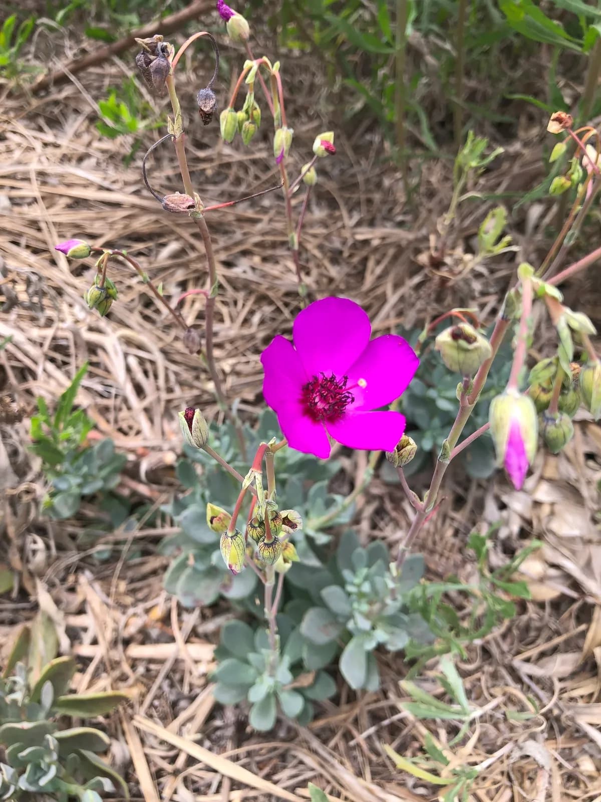 Rock Purslane (Cistanthe grandiflora)